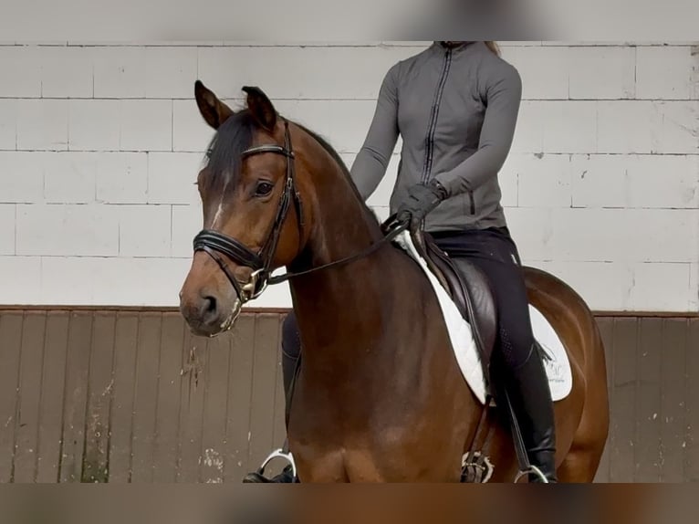 Oldenburgo Caballo castrado 7 años 167 cm Castaño in Lohne (Oldenburg)