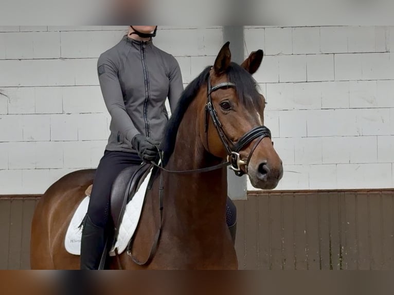 Oldenburgo Caballo castrado 7 años 167 cm Castaño in Lohne (Oldenburg)