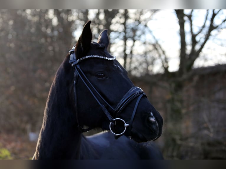 Oldenburgo Caballo castrado 7 años 167 cm Negro in Altenstadt