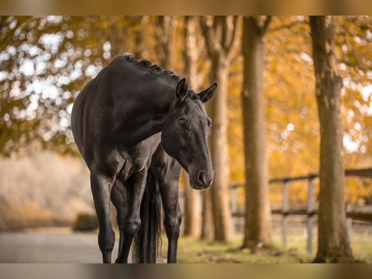 Oldenburgo Caballo castrado 7 años 167 cm Negro in Bielefeld