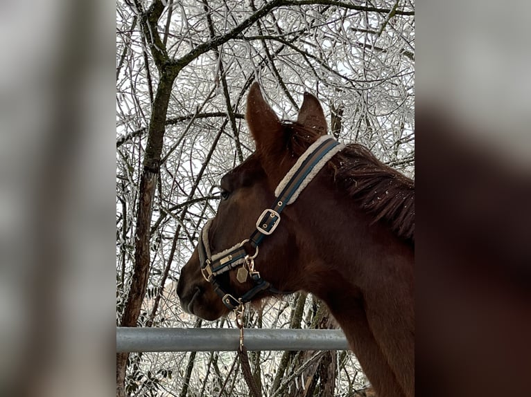 Oldenburgo Caballo castrado 7 años 168 cm Alazán-tostado in Heidenheim an der Brenz