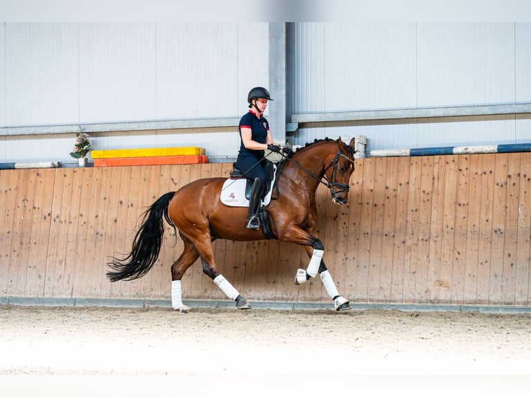 Oldenburgo Caballo castrado 7 años 168 cm Castaño in Ziemięcice
