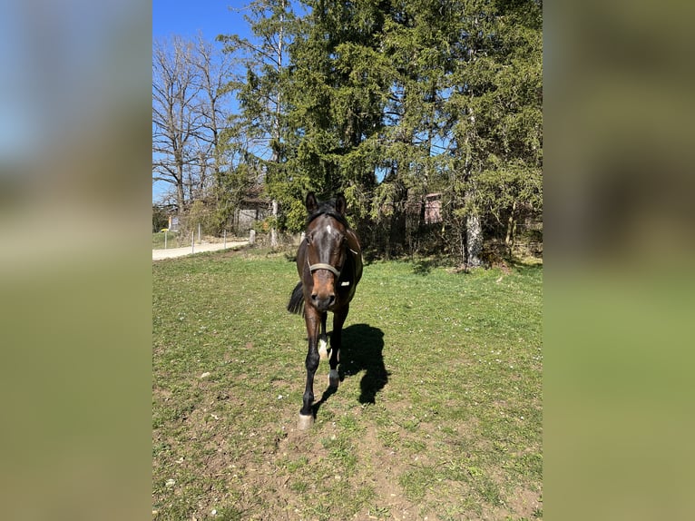 Oldenburgo Caballo castrado 7 años 168 cm Castaño in Veringenstadt