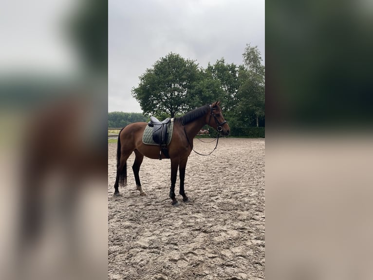 Oldenburgo Caballo castrado 7 años 168 cm Castaño in Visselh&#xF6;vede