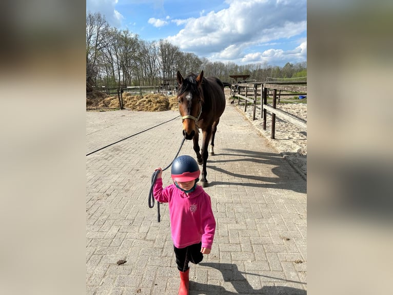 Oldenburgo Caballo castrado 7 años 168 cm Castaño in Visselh&#xF6;vede