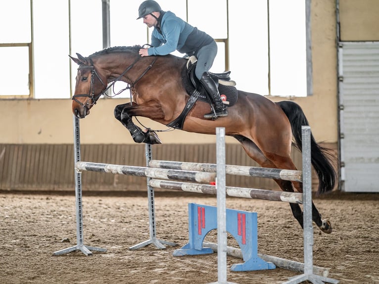 Oldenburgo Caballo castrado 7 años 168 cm Castaño in Zduchovice