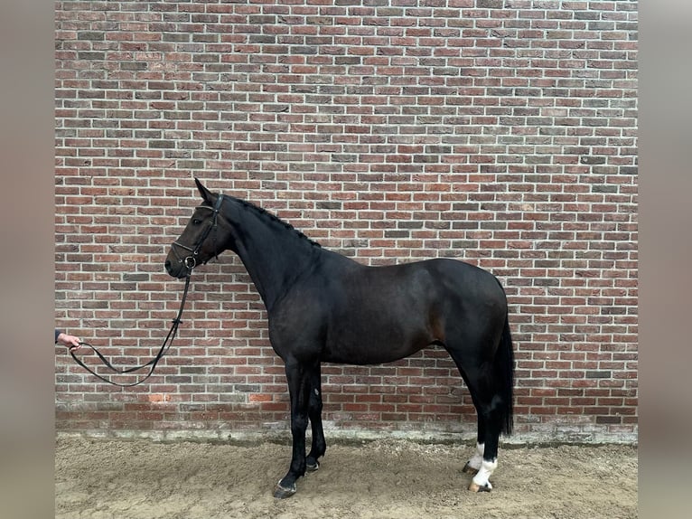 Oldenburgo Caballo castrado 7 años 168 cm Morcillo in Kaulille