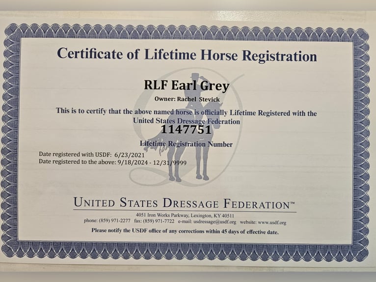 Oldenburgo Caballo castrado 7 años 168 cm Negro in Ocala FL