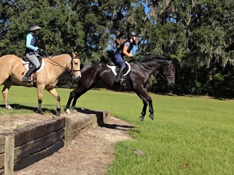 Oldenburgo Caballo castrado 7 años 168 cm Negro in Ocala FL