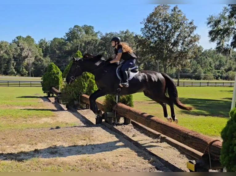 Oldenburgo Caballo castrado 7 años 168 cm Negro in Ocala FL