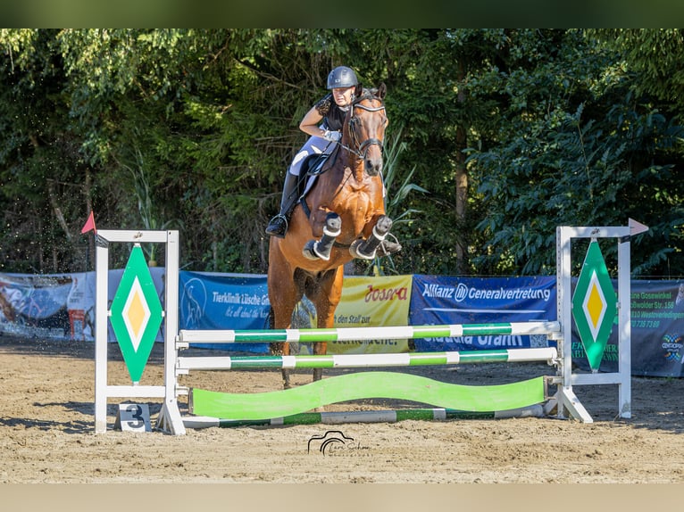 Oldenburgo Caballo castrado 7 años 169 cm Castaño in Weener