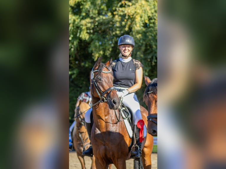 Oldenburgo Caballo castrado 7 años 169 cm Castaño in Weener
