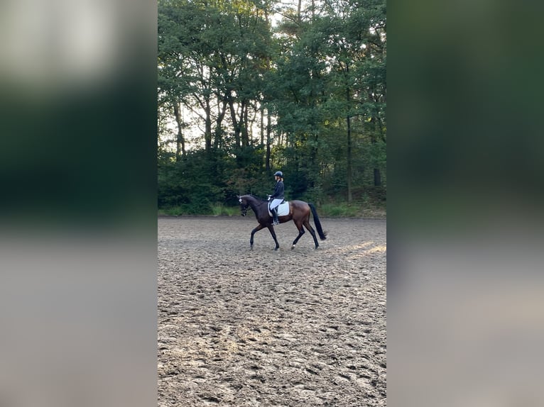 Oldenburgo Caballo castrado 7 años 169 cm Castaño in Weener