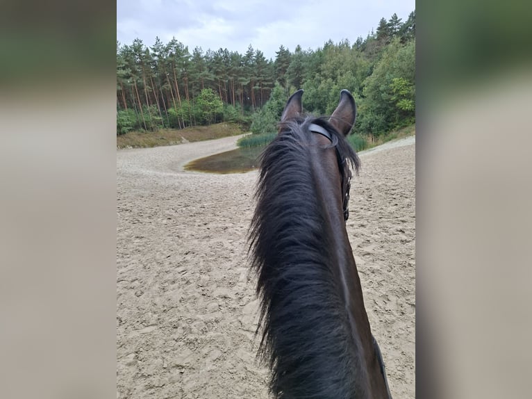 Oldenburgo Caballo castrado 7 años 169 cm Castaño in Weener
