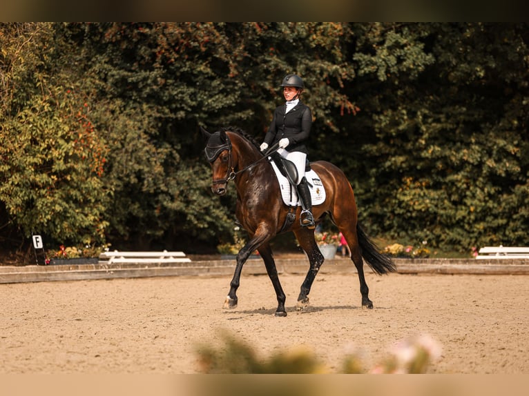 Oldenburgo Caballo castrado 7 años 169 cm Morcillo in Goch