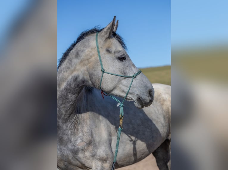 Oldenburgo Caballo castrado 7 años 169 cm Tordo rodado in Geisenheim