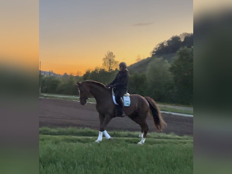Oldenburgo Caballo castrado 7 años 170 cm Alazán-tostado in Pfaffenhofen