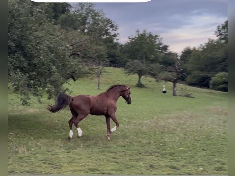 Oldenburgo Caballo castrado 7 años 170 cm Alazán-tostado in Pfaffenhofen