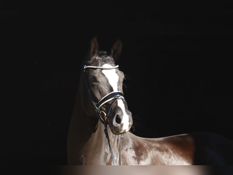 Oldenburgo Caballo castrado 7 años 170 cm Negro in Deinstedt