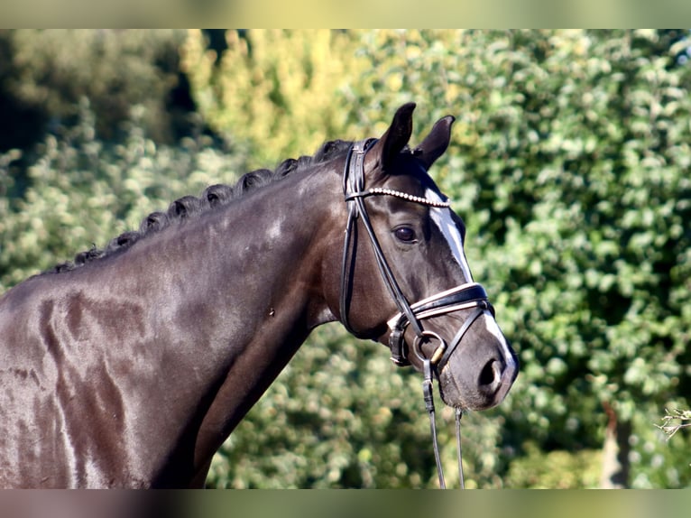 Oldenburgo Caballo castrado 7 años 170 cm Negro in Deinstedt