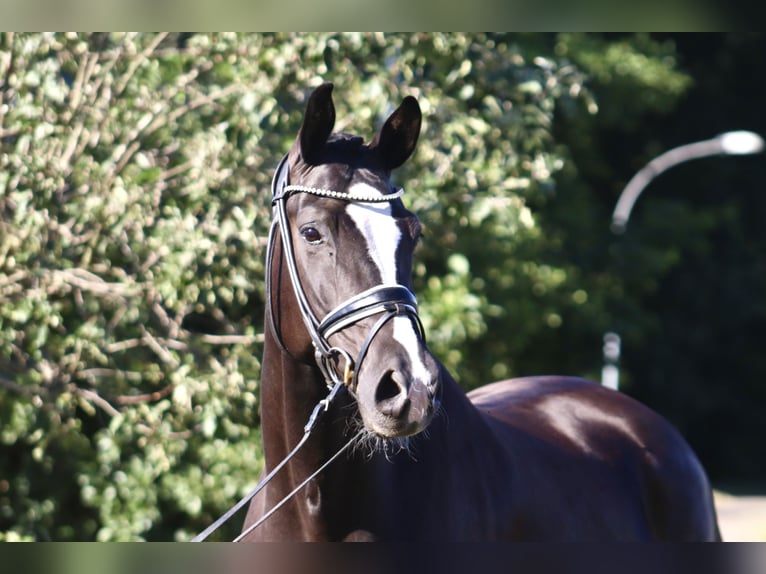 Oldenburgo Caballo castrado 7 años 170 cm Negro in Deinstedt