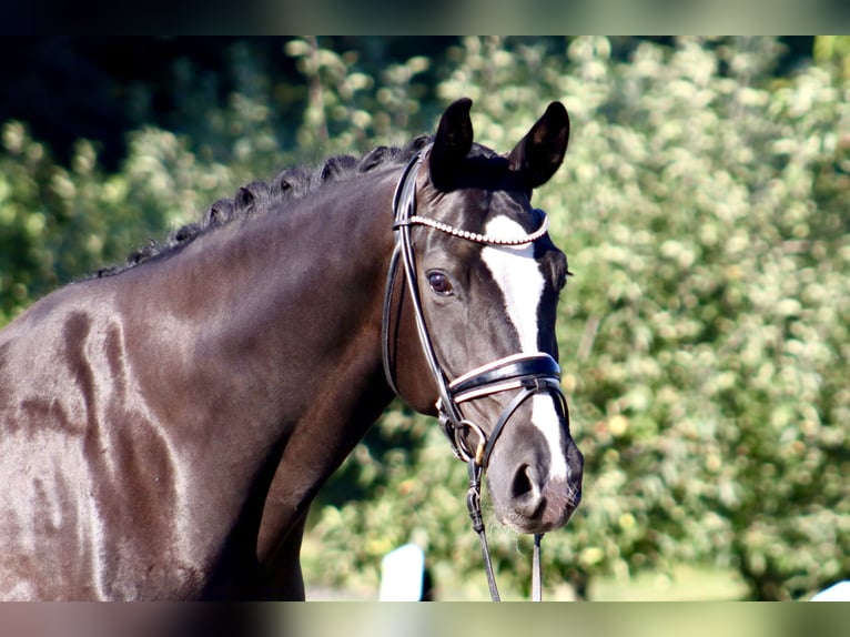 Oldenburgo Caballo castrado 7 años 170 cm Negro in Deinstedt