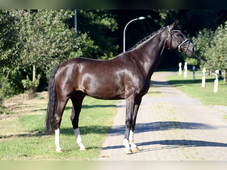 Oldenburgo Caballo castrado 7 años 170 cm Negro in Deinstedt