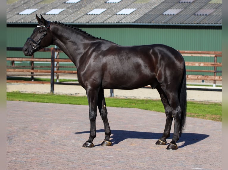 Oldenburgo Caballo castrado 7 años 170 cm Negro in Rees