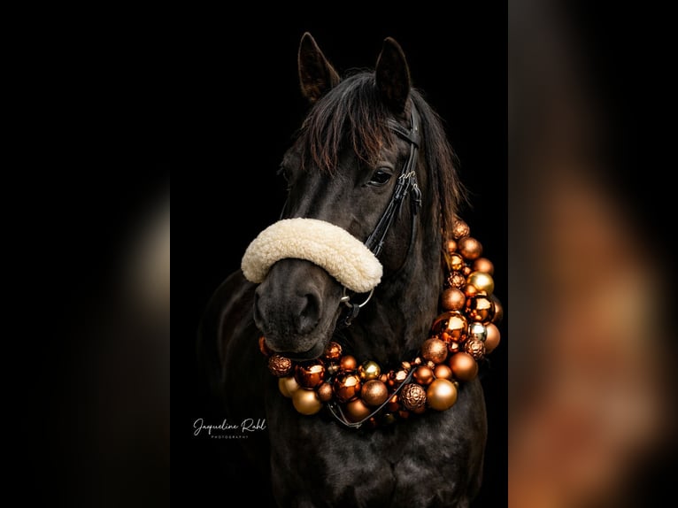 Oldenburgo Caballo castrado 7 años 170 cm Negro in Ulrichstein