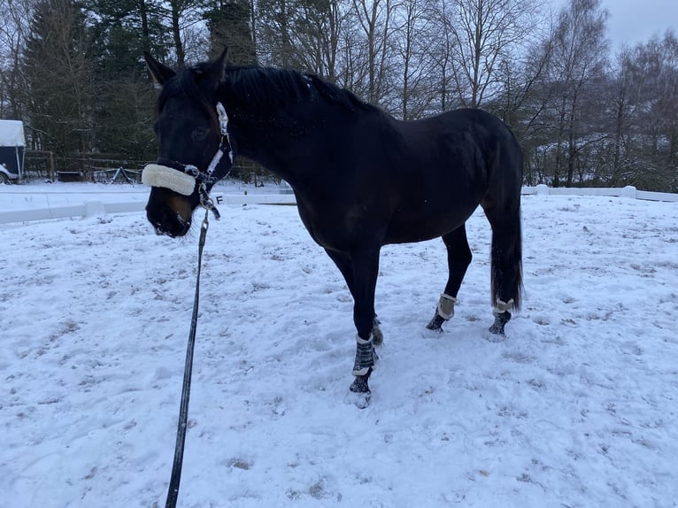 Oldenburgo Caballo castrado 7 años 170 cm Negro in Ulrichstein