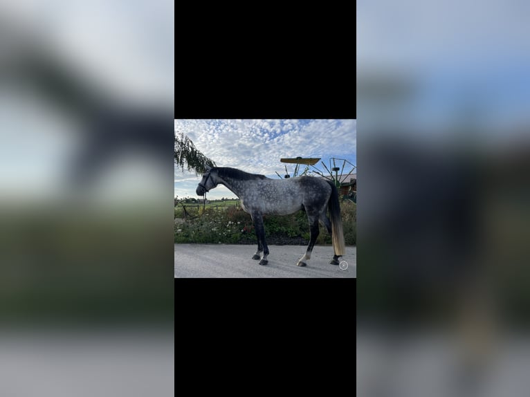 Oldenburgo Caballo castrado 7 años 170 cm Tordo rodado in Wilhelmsdorf