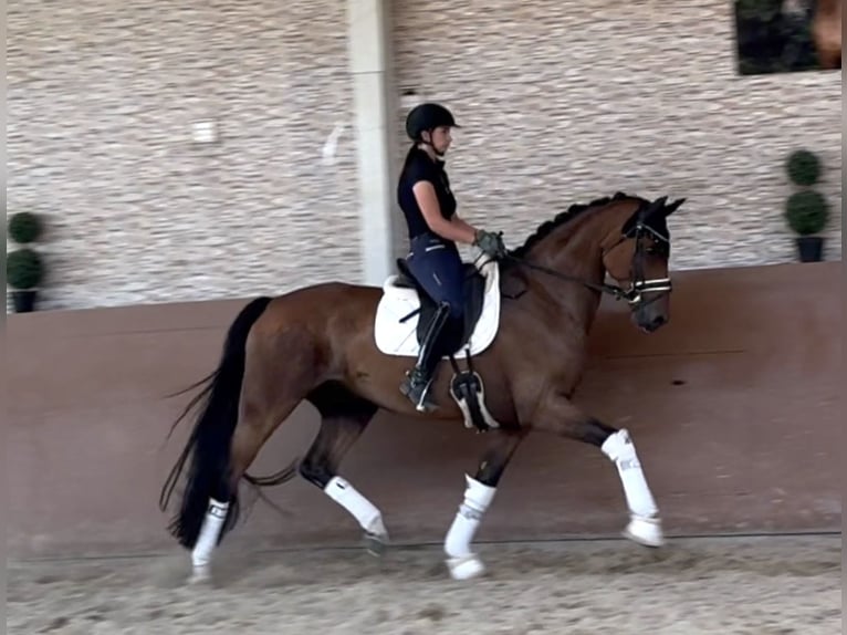 Oldenburgo Caballo castrado 7 años 171 cm Castaño in Wehringen