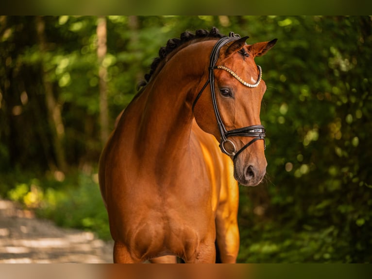 Oldenburgo Caballo castrado 7 años 171 cm Castaño in Wehringen