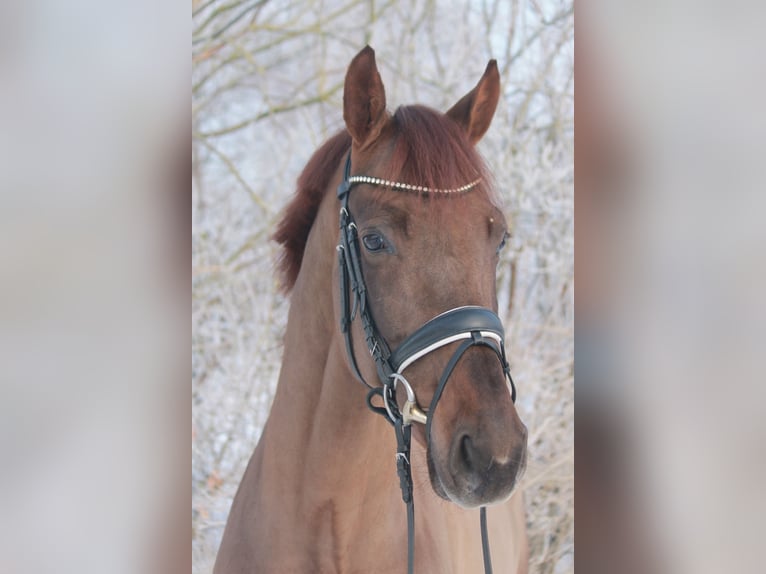 Oldenburgo Caballo castrado 7 años 172 cm Alazán-tostado in Hepstedt