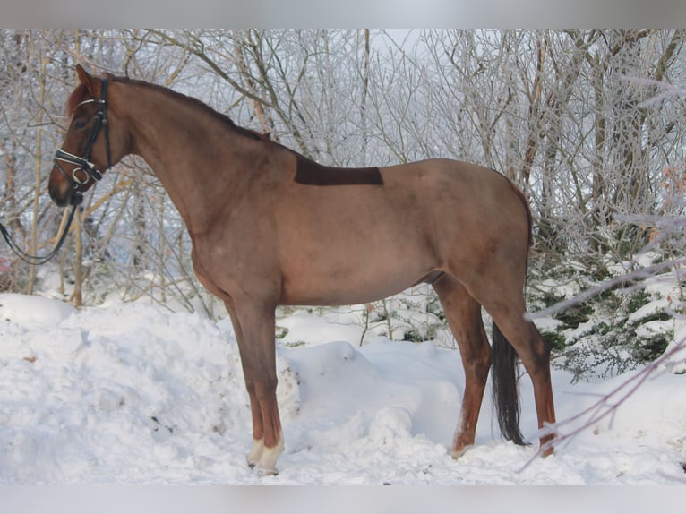Oldenburgo Caballo castrado 7 años 172 cm Alazán-tostado in Hepstedt