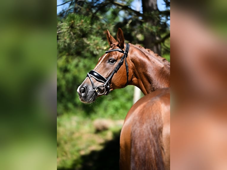 Oldenburgo Caballo castrado 7 años 172 cm Alazán-tostado in Přelíc