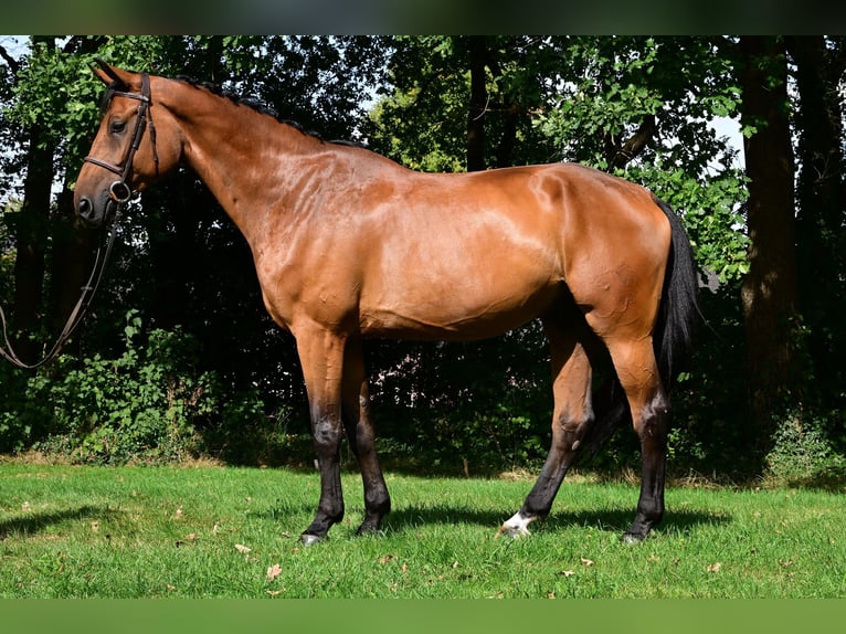 Oldenburgo Caballo castrado 7 años 172 cm Castaño in Kevelaer Oldenburgo Caballo castrado 7 años 172 cm Castaño in Kevelaer