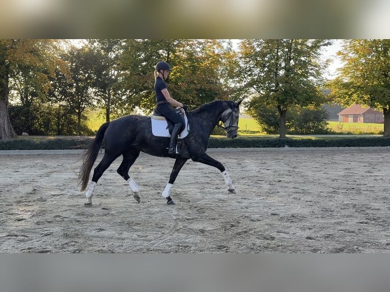 Oldenburgo Caballo castrado 7 años 172 cm Tordo in Oelde