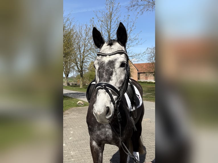 Oldenburgo Caballo castrado 7 años 172 cm Tordo in Oelde