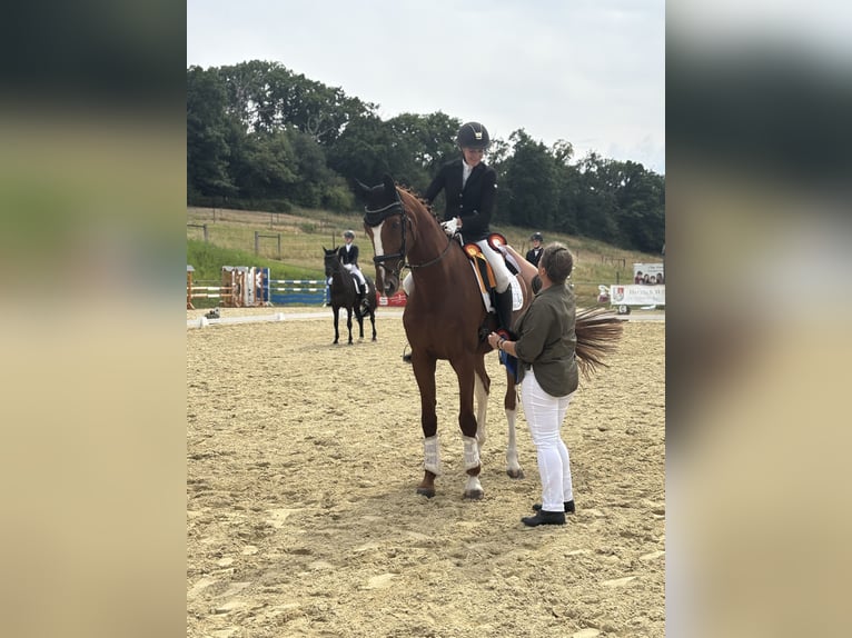 Oldenburgo Caballo castrado 7 años 173 cm Alazán in Velbert Oldenburgo Caballo castrado 7 años 173 cm Alazán in Velbert