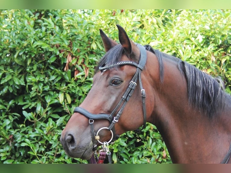 Oldenburgo Caballo castrado 7 años 173 cm Castaño in Molsberg