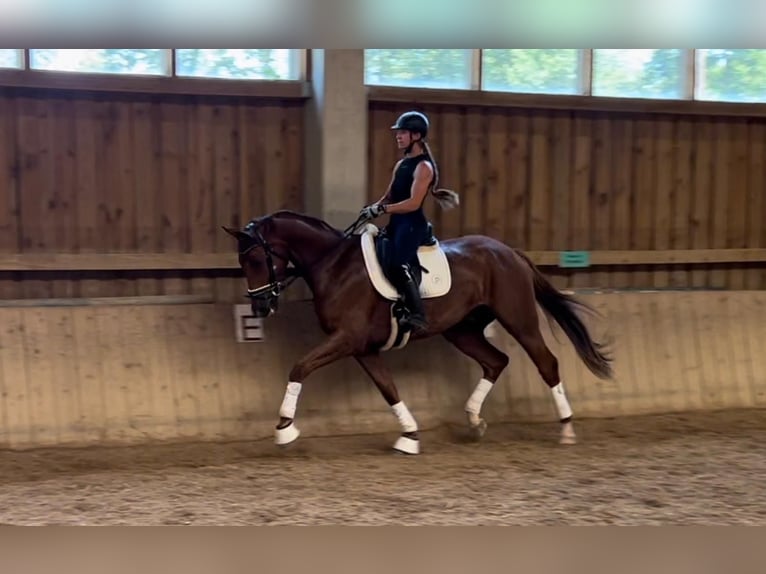 Oldenburgo Caballo castrado 7 años 174 cm Alazán in Pöllau