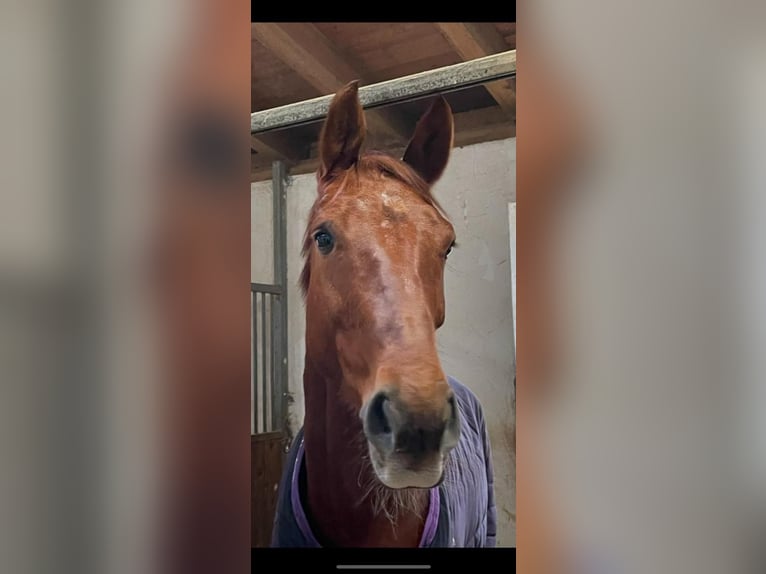 Oldenburgo Caballo castrado 7 años 174 cm Alazán in Pöllau