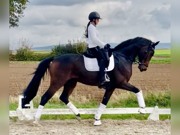 Oldenburgo Caballo castrado 7 años 174 cm Castaño in Bodenheim