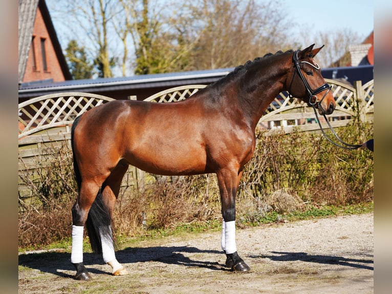 Oldenburgo Caballo castrado 7 años 174 cm Castaño in Hohenfelde
