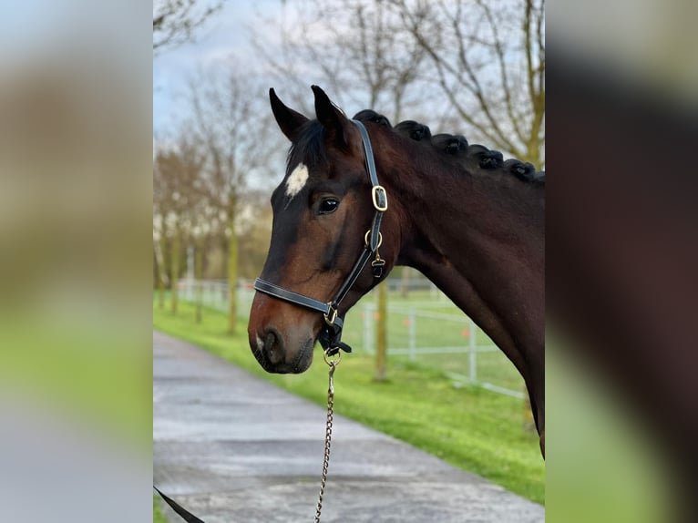 Oldenburgo Caballo castrado 7 años 174 cm Castaño oscuro in Karlsfeld