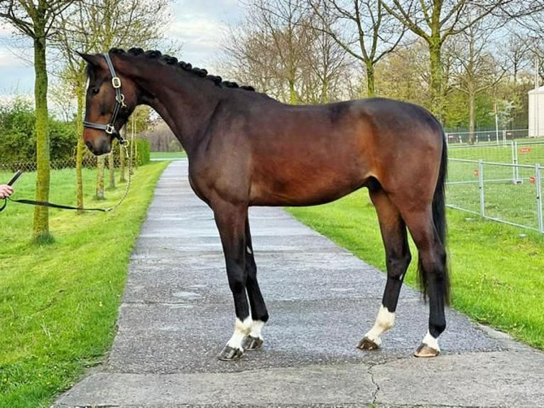 Oldenburgo Caballo castrado 7 años 174 cm Castaño oscuro in Karlsfeld