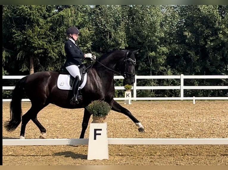 Oldenburgo Caballo castrado 7 años 174 cm Negro in Z&#xF6;rbig