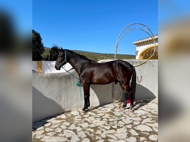 Oldenburgo Caballo castrado 7 años 175 cm Castaño oscuro in Xabia/Javea