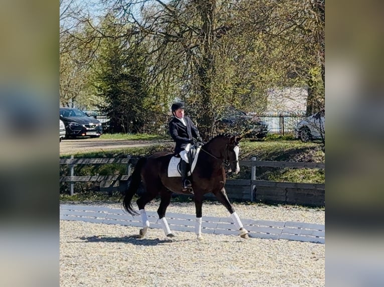 Oldenburgo Caballo castrado 7 años 176 cm Castaño oscuro in Gdańsk